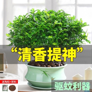 清香木盆栽驱蚊草室内绿植除甲醛净化空气植物胡椒木办公桌耐寒