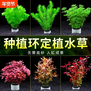 水草植物鱼缸造景阴性真草定植全套餐增氧水兰蜈蚣草绿菊水榕水草