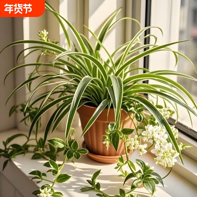 金边金心青叶吊兰盆栽四季办公室水培植物花卉客厅大盆阳台桌面