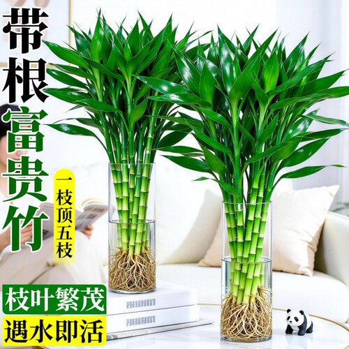 带根富贵竹水培植物粗杆客厅招财竹节盆栽开运水养节节高桌面绿植