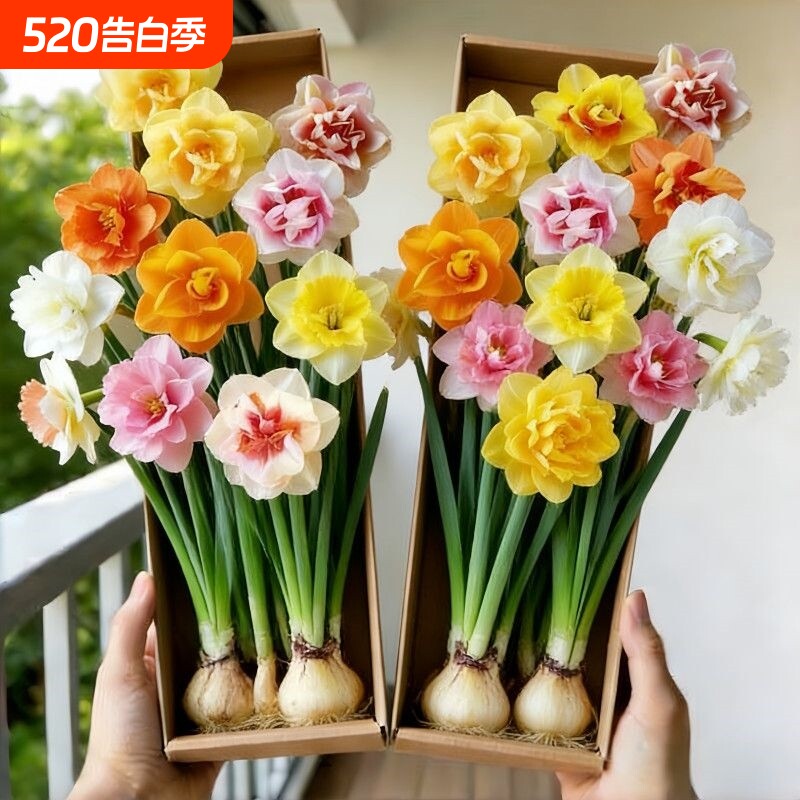 冬季爆款重瓣水仙盆栽花卉夜来香晚香耐寒四季开花年宵花水培客厅