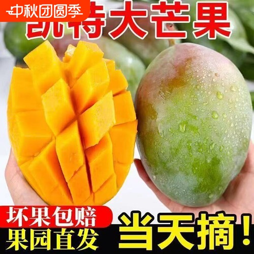 新鲜现摘攀枝花凯特芒果果园直发新鲜水果应季大芒果青皮孕妇当季