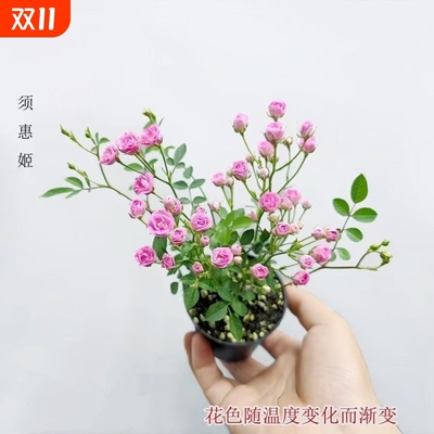 【开花机器】须惠姬带花苞超微月季好养花室内外绿植花卉小盆栽