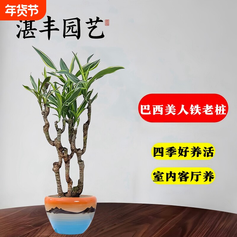 老桩巴西美人盆栽室内阳台桌面好养活观叶绿植四季常青盆景
