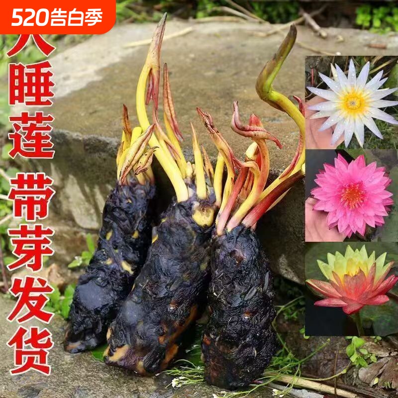 四季花池塘耐寒耐热根块带花苞大花盆栽水培植物庭院花卉绿植