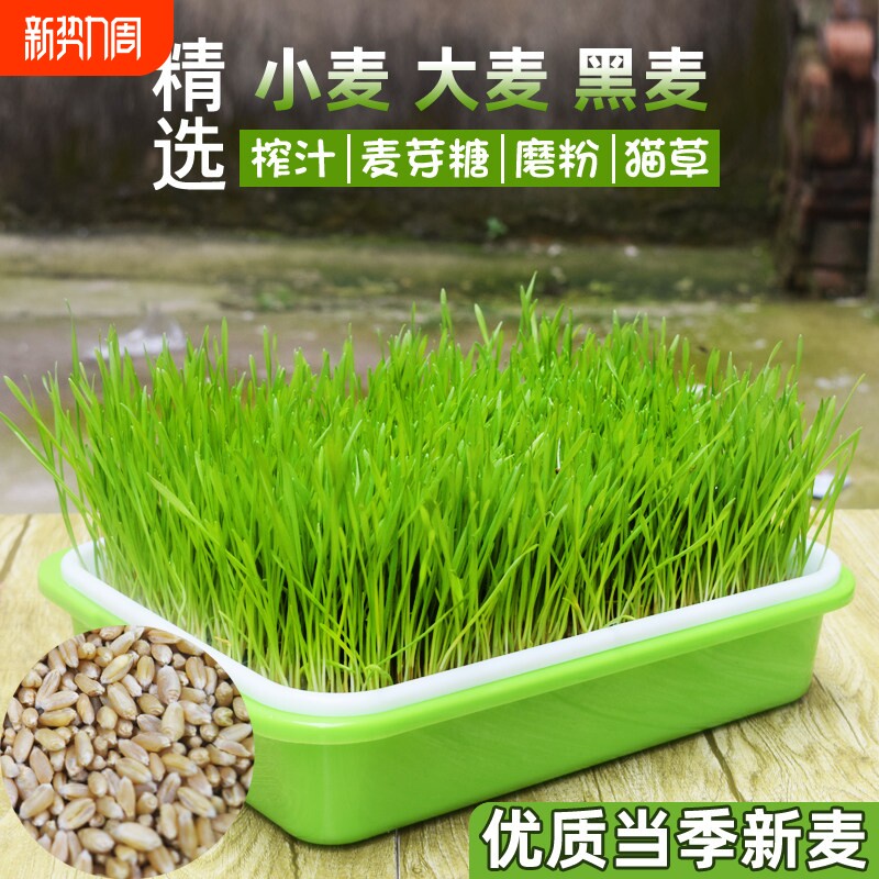 猫草籽小麦种子盆栽种植小麦草种大麦种黑麦苗水培芽苗菜薄荷草种