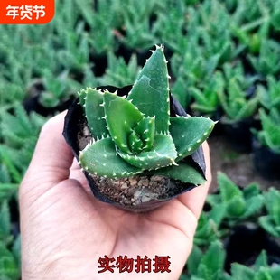 金品芦荟万重山不夜城多肉植物室内外盆栽植物花卉好养易成活庭院