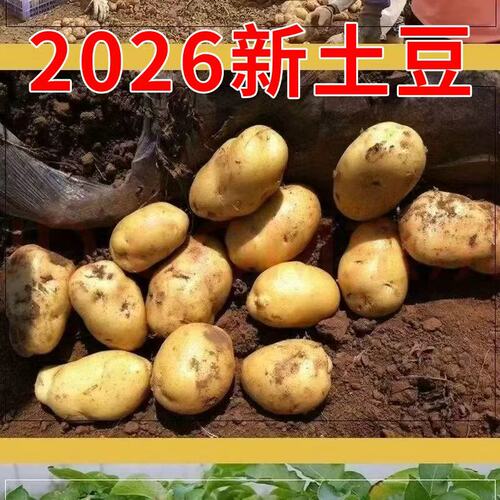 2026年新土豆现挖土豆新鲜包邮