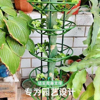 蟹爪园艺支架花卉结实耐用