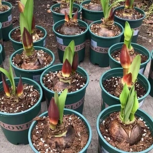 荷兰进口重瓣朱顶红种球室内外盆栽花卉值物易活花卉现挖特大种球