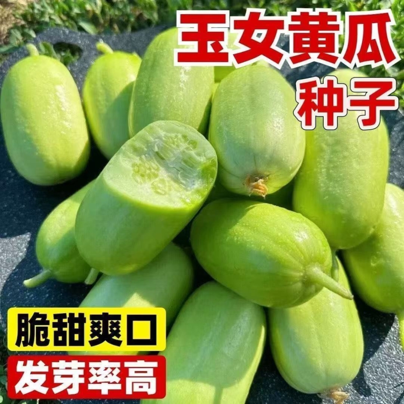 玉女水果黄瓜种子迷你小黄瓜籽生吃脆甜无渣春秋种植阳台盆栽种子
