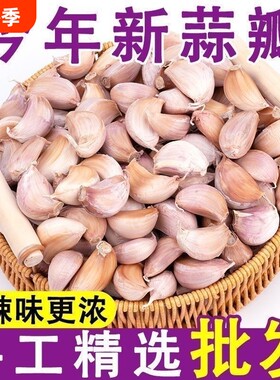 新鲜蒜瓣手剥蒜种子今年新蒜干可吃可种带皮旗舰店精选优质