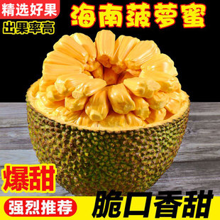 海南黄肉菠萝蜜三亚特产一整个新鲜波罗蜜当季水果孕妇包邮热带