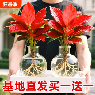 吉利红盆栽室内水培植物如意皇后客厅鲜花卉红叶万年青桌面小绿植