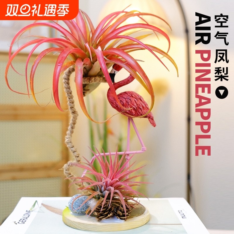 空气凤梨多肉植物盆栽无土植物盆景桌面室内微景观客厅阳台不需