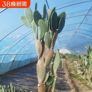 可食用仙人掌盆栽大型多肉植物无刺阳台室内种植外敷好养老桩
