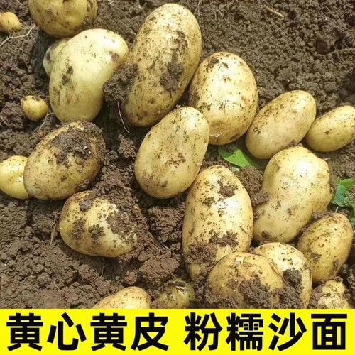 今年新鲜现挖黄心黄皮土豆新鲜蔬菜马铃薯洋芋农家种植现挖 - 封面