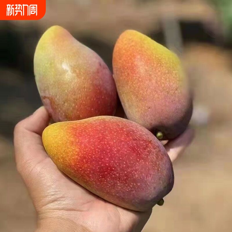 海南贵妃芒新鲜芒果应当季水果树上熟红金龙辣椒芒甜心芒大果整箱