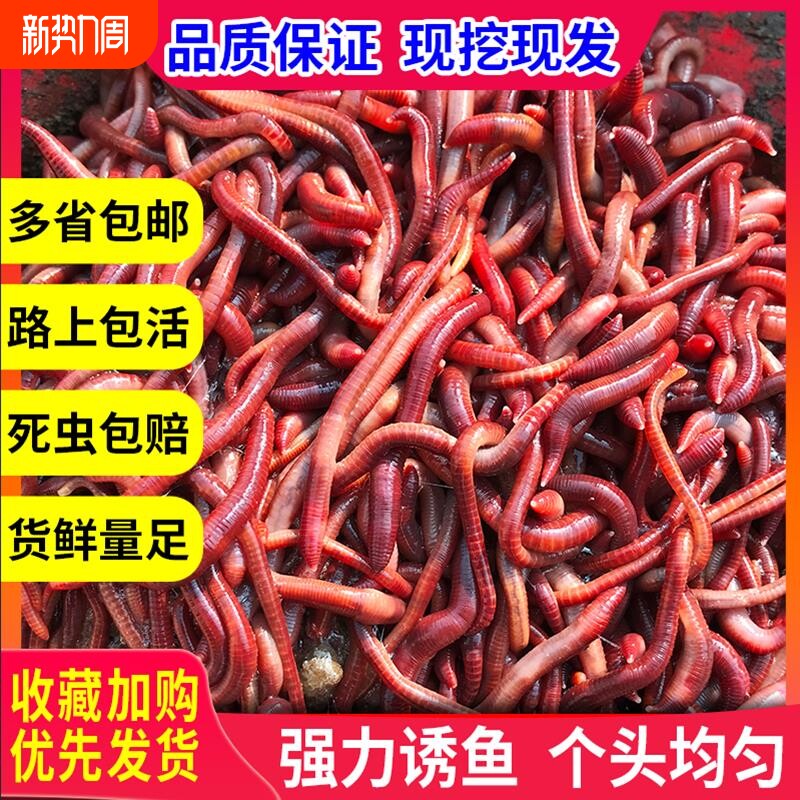 包邮散装 红蚯蚓 1斤活体 饵料 鱼饵 钓鱼 大平二号种苗 蚯蚓