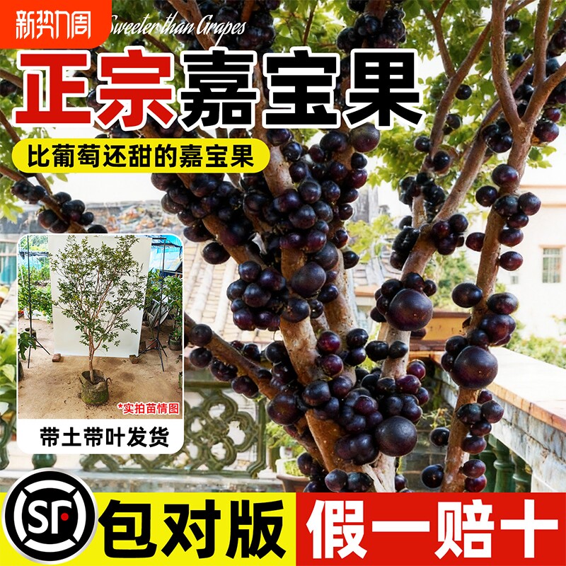 正宗沙巴嘉宝果苗树葡萄四季果树南北方阳台庭院种植盆栽新手好养