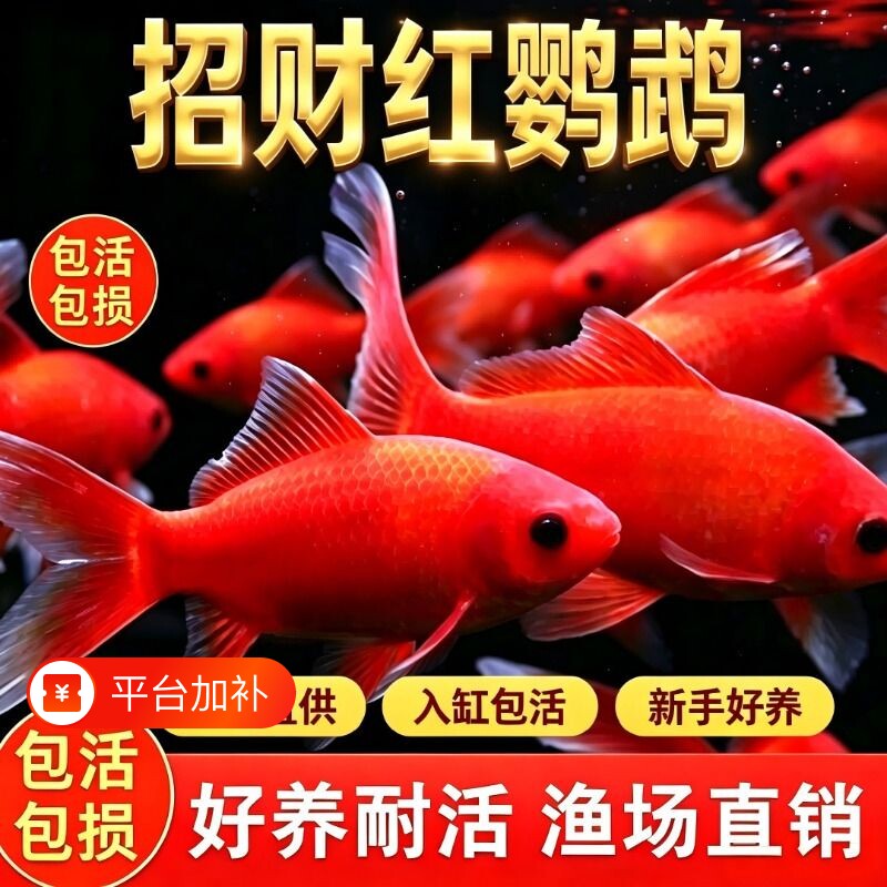 冷水鹦鹉鱼招财红鱼淡水好养易活冷水鱼苗观赏鱼活鱼金鱼渔场直发