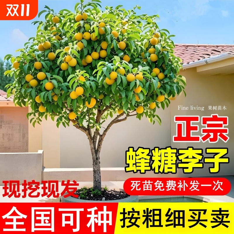 晚熟蜂糖李树苗当年结果