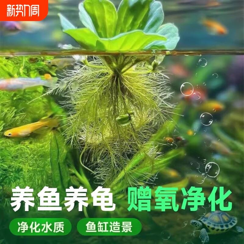养鱼造景水芙蓉浮萍水草植物鱼缸专用和鱼龟共养净化水质绿植淡水