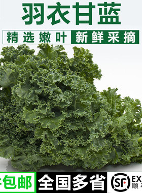 羽衣甘蓝1斤-3斤新鲜嫩叶甘兰kale榨汁食材原料蔬菜沙拉轻食食用