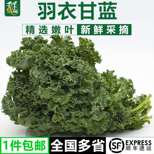 羽衣甘蓝1斤-3斤 新鲜嫩叶甘兰kale健身榨汁西餐食材原料蔬菜沙拉