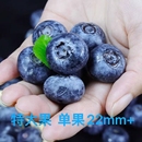 山东蓝莓超甜大果蓝莓果孕妇宝宝辅食现摘先发高端大果孩子爱吃