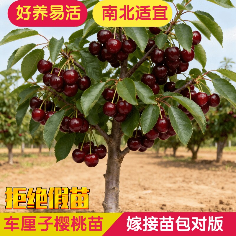 大樱桃车厘子树苗嫁接南北方种植果树樱桃树特大四川发货包真