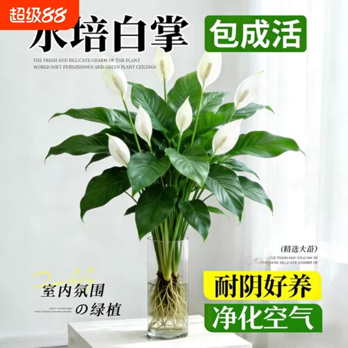 白掌风顺盆栽室内花卉绿植客厅招财旺宅水培植物四季好养陶瓷氛围