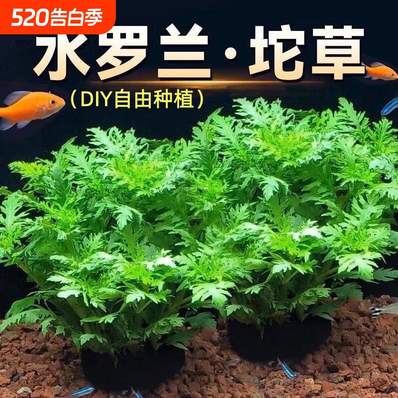 水罗兰坨草营养底座大小坨基鱼缸造景增氧净化水质生态缸种植水草