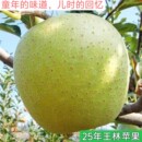25年新鲜青苹果正宗王林苹果酸甜脆孕妇水果应季 雀斑苹果王林
