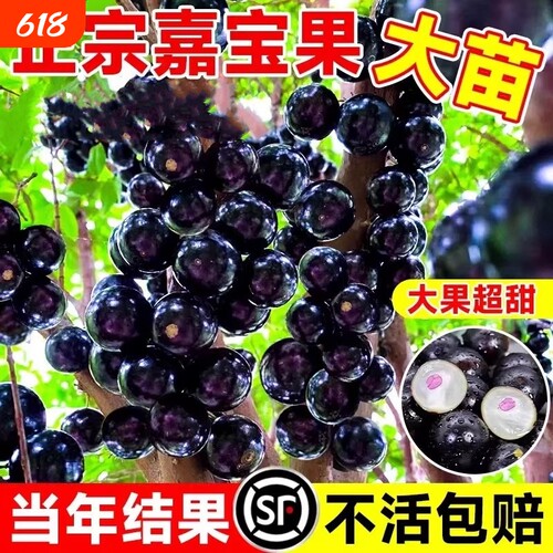 嘉宝果苗树葡萄苗果树正宗沙巴加宝果南北方四季庭院名贵种植盆栽