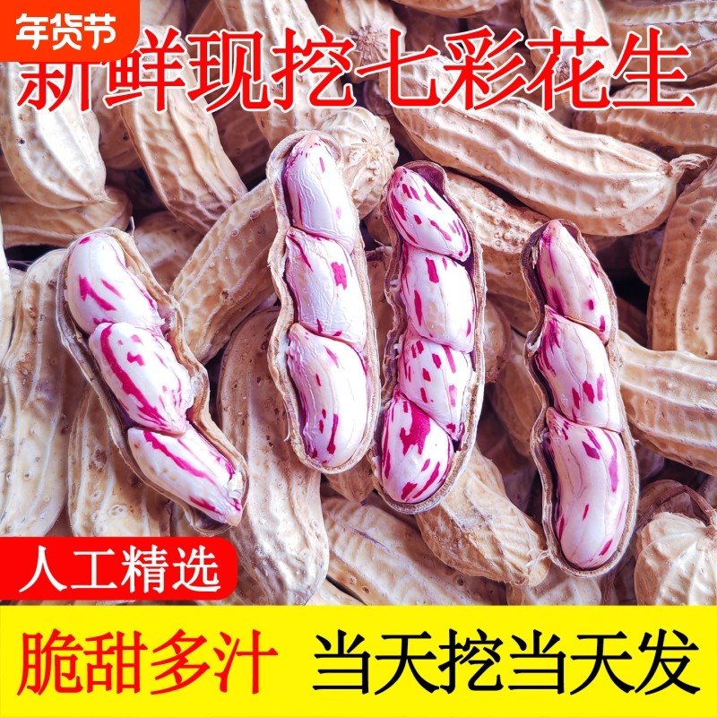 新货云南七彩花生带壳生熟七彩野地花生米黑花生种子特级普洱特产