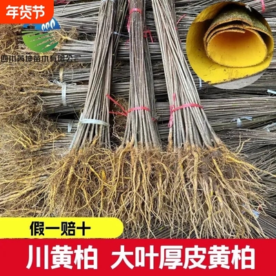 四川厚皮黄柏苗大叶川黄柏树苗