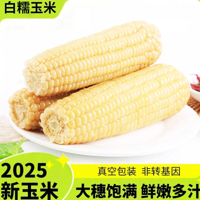 东北白糯玉米正宗黏玉米粗粮玉米新鲜糯玉米大棒真空装头茬新玉米
