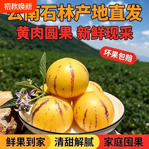 云南石林高原人参果当季新鲜应季