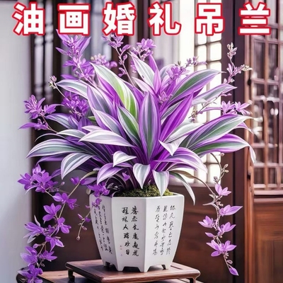 油画婚礼吊兰大苗盆栽进口垂吊紫露兰好养活新手绿植室内多肉植物