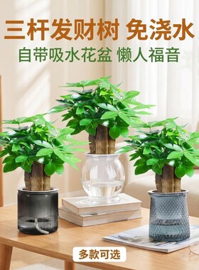 发财树小盆栽绿植客厅旺宅植物桌面四季好养除甲醛招财树室内花盆