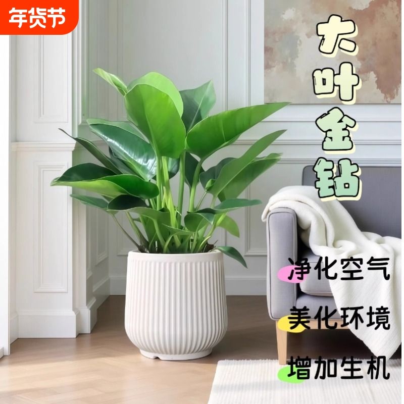 大叶金钻绿公主盆栽客厅水培绿植室内花卉净化空气四季好养活植物,鲜花速递/花卉仿真/绿植园艺,绿植,淘宝优惠券,粉丝福利购,淘宝优惠卷