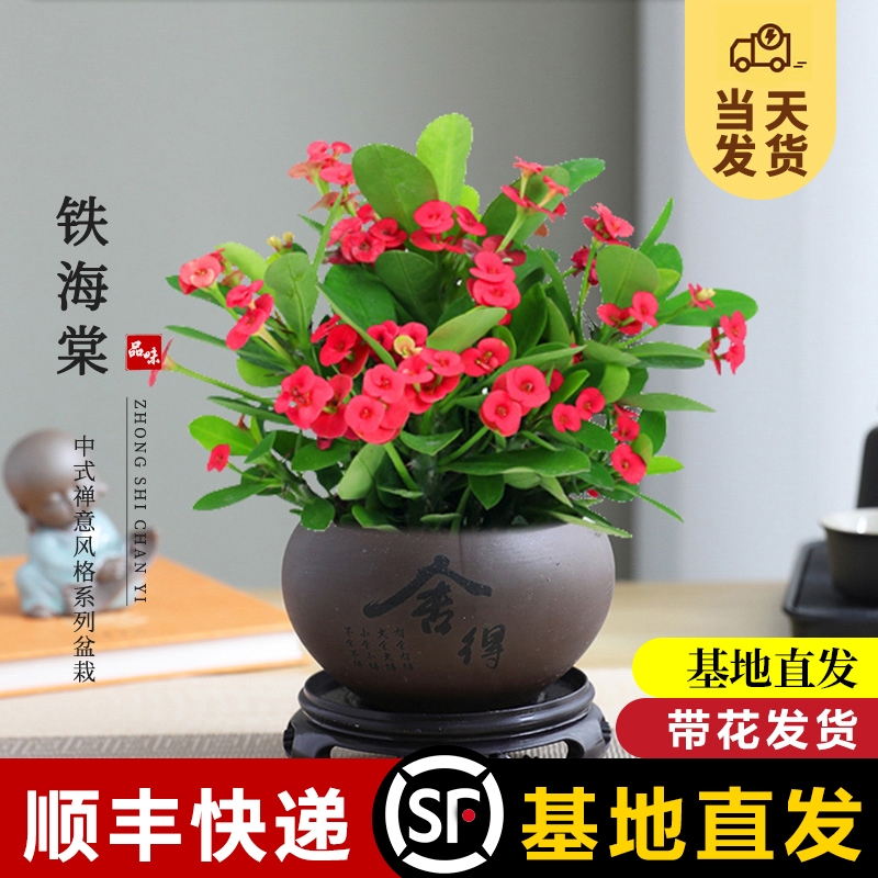铁海棠盆栽带花发货虎刺梅室内小绿植阳台花卉植物盆景四季好养活