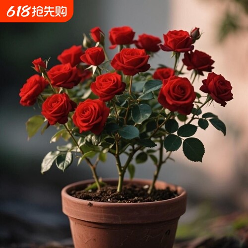 正宗混色玫瑰花苗老桩开花月季花花卉四季老根盆栽室内多色玫瑰花