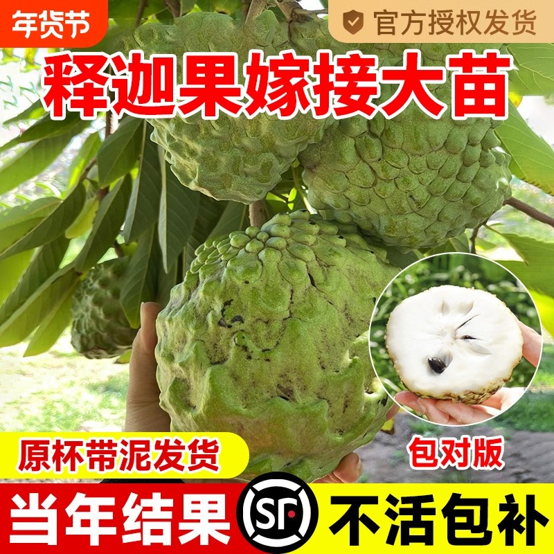 释迦果苗树带果台湾凤梨嫁接果树果苗榴莲庭院南方种植盆栽地栽苗