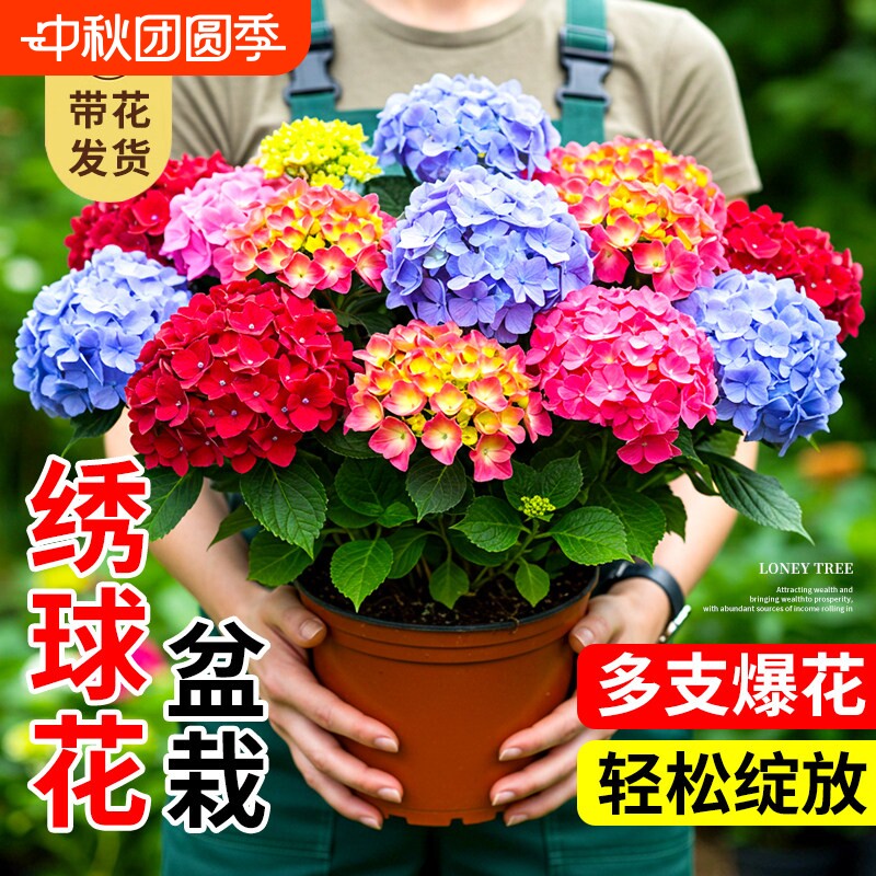 无尽夏绣球花苗盆栽带花苞四季开花卉绿植物老桩鲜花耐寒室内阳台										