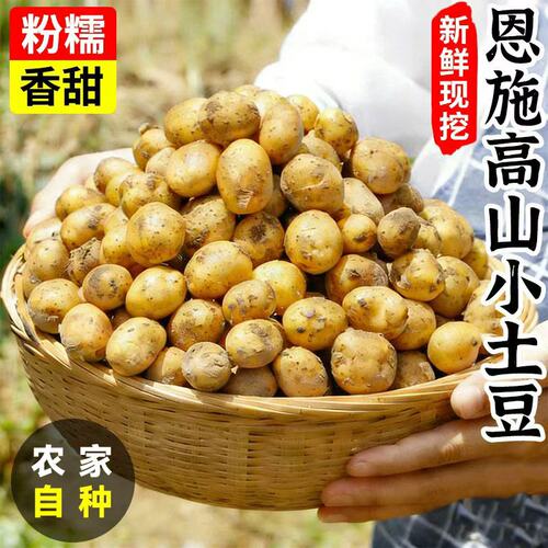 恩施小土豆农家正宗新鲜