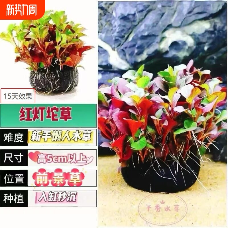 淡水鱼缸前景水草绿植红灯陀新手好养活懒人红波水草净化水质增氧