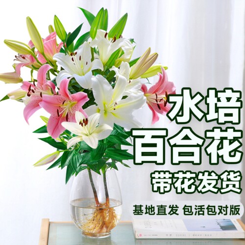 香水百合带花苞盆栽|千人加购
