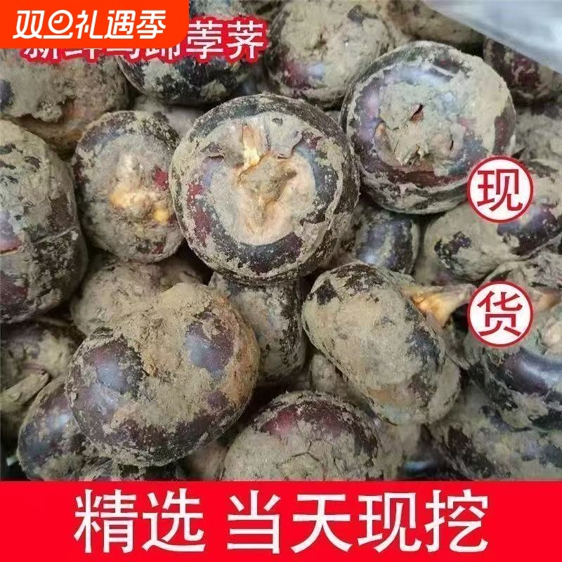 广西荔浦马蹄荸荠脆栗地梨地栗
